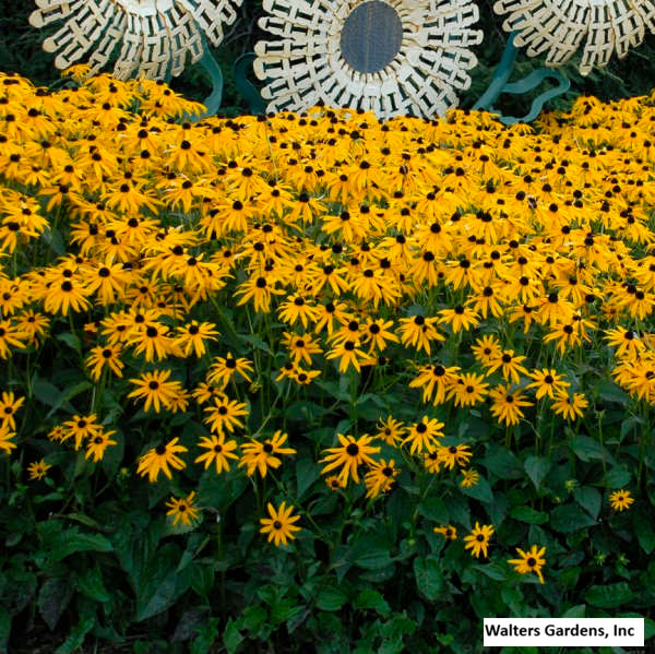 Black-Eyed Susan 'Goldsturm'