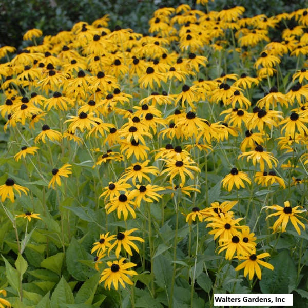 Black-Eyed Susan 'Goldsturm'