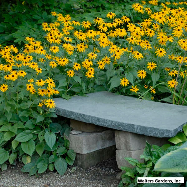 Black-Eyed Susan 'Goldsturm'