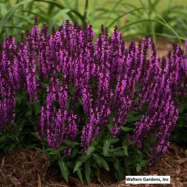 Bumbleberry Meadow Sage