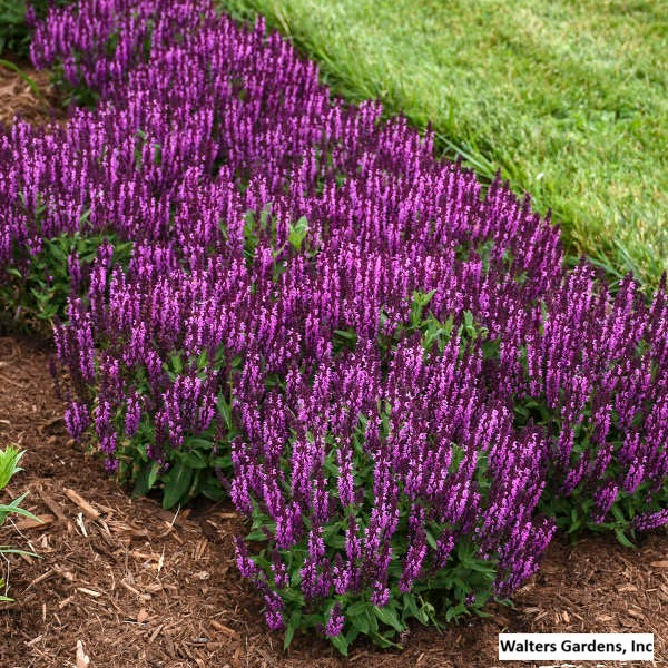 Bumbleberry Meadow Sage