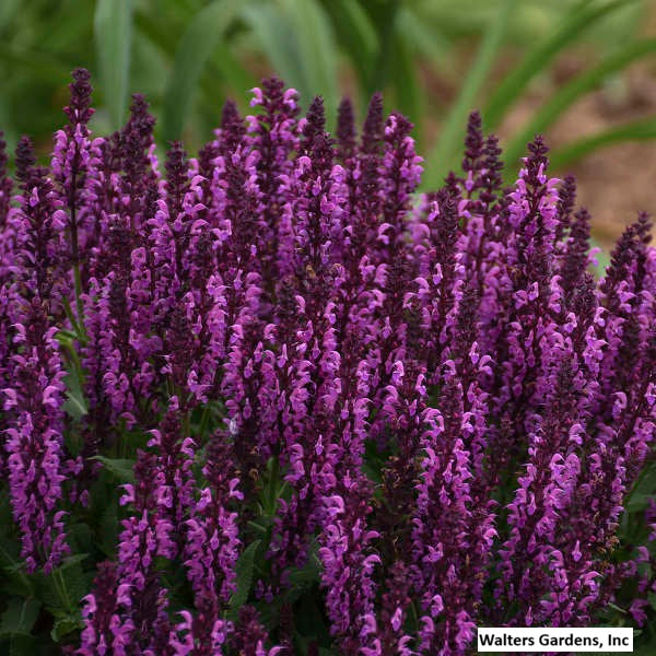 Bumbleberry Meadow Sage