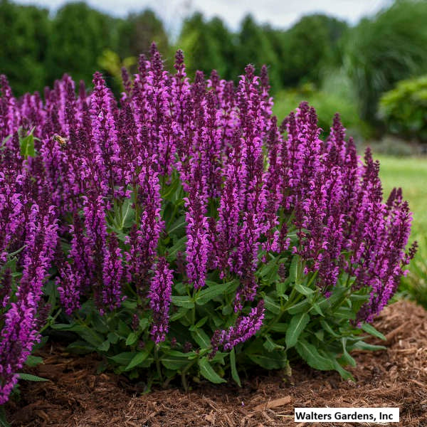 Bumbleberry Meadow Sage