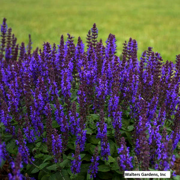 Bumbleblue Meadow Sage