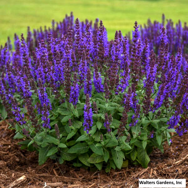 Bumbleblue Meadow Sage