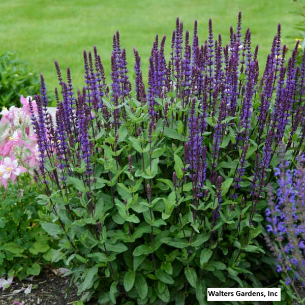 Perennial Salvia ' Caradonna'
