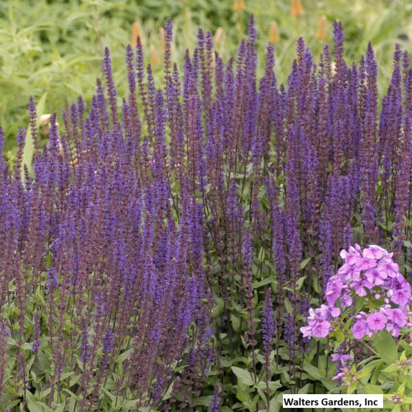 Perennial Salvia ' Caradonna'