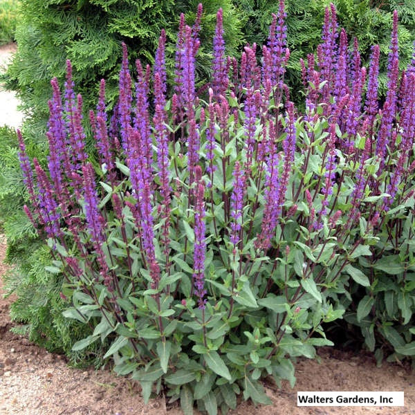 Perennial Salvia ' Caradonna'