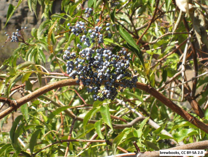 Blue Elderberry