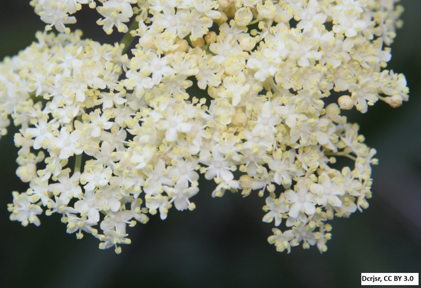 Blue Elderberry