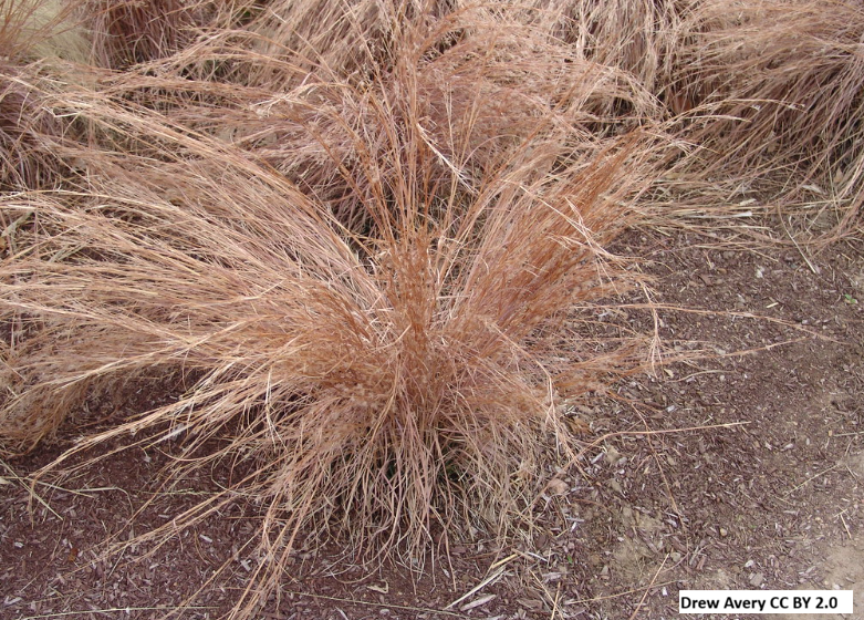 Little Bluestem