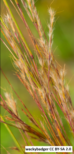 Little Bluestem