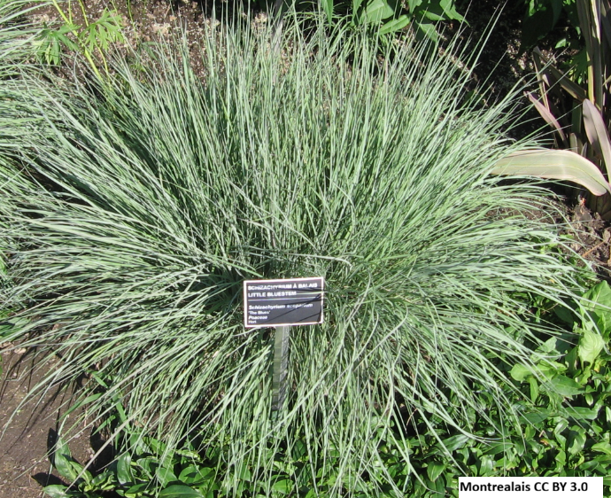 Little Bluestem