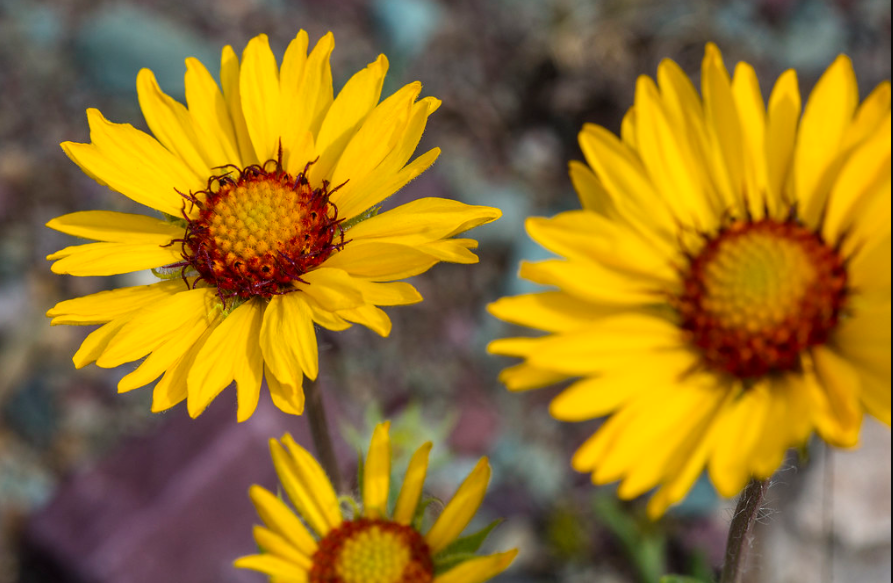 Blanket Flower