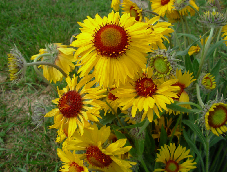 Blanket Flower