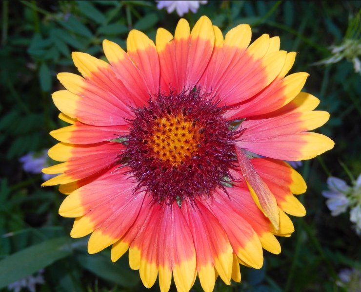 Blanket Flower