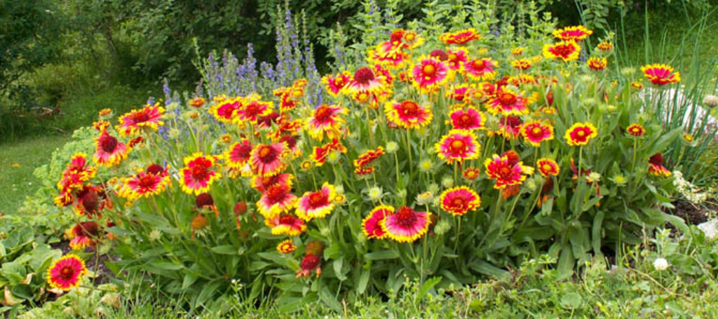 Blanket Flower