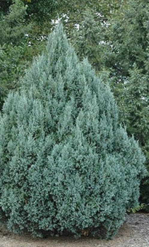 Rocky Mountain Juniper