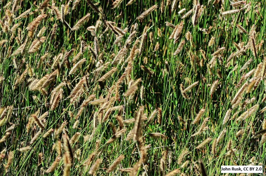 Blue Grama Grass