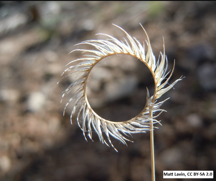 Blue Grama Grass