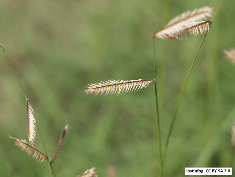 Blue Grama Grass