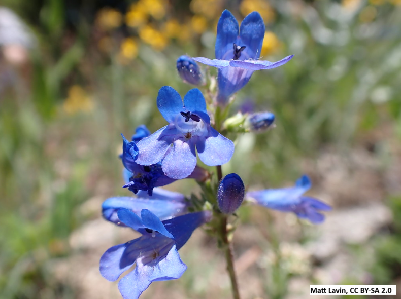 Taperleaf Penstemon