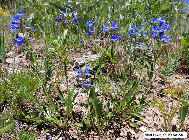 Taperleaf Penstemon