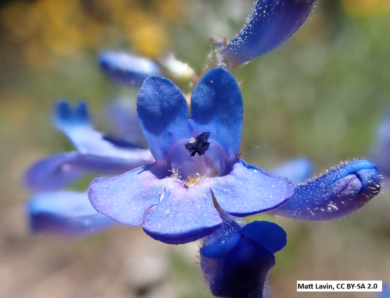 Taperleaf Penstemon