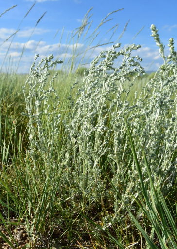 Fringed Sage