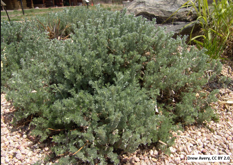 Fringed Sage