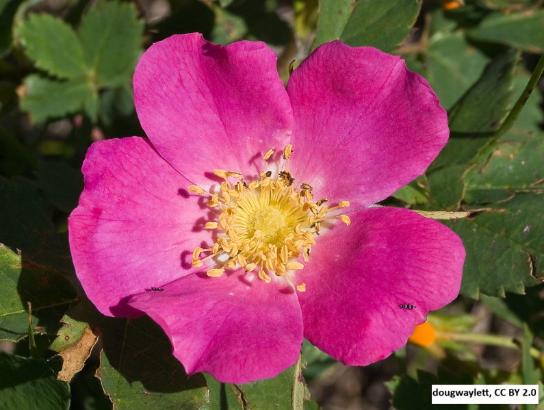 Wood's Rose