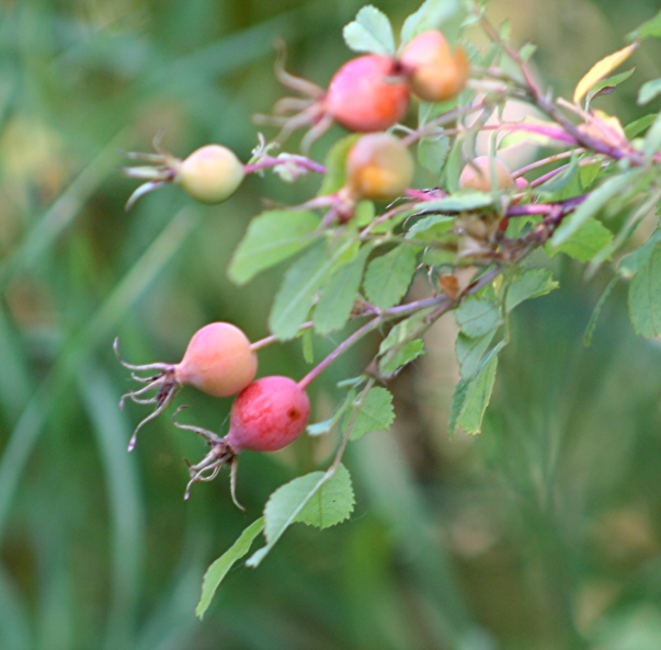 Wood's Rose