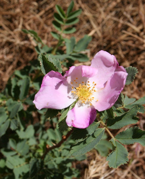 Wood's Rose