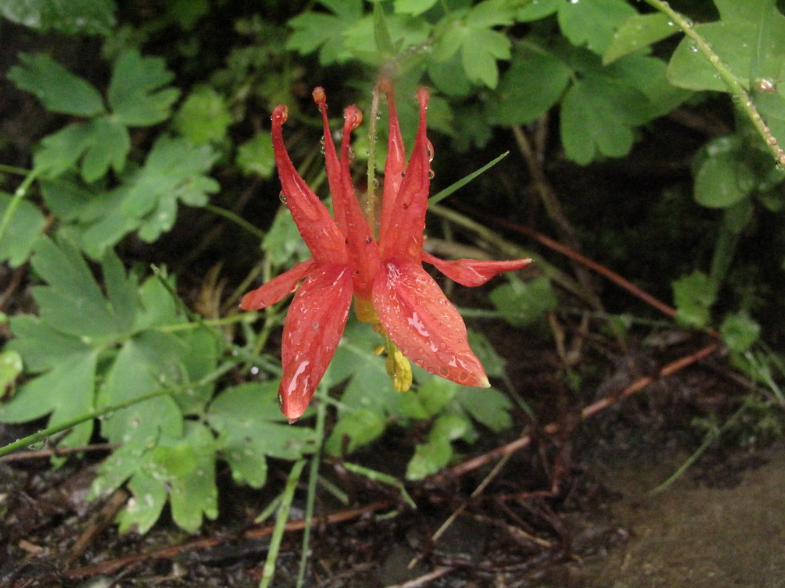 Red Columbine