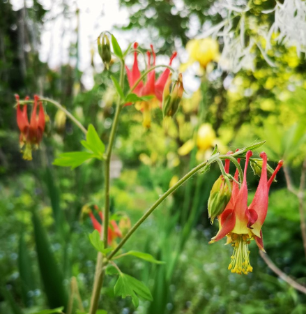 Red Columbine