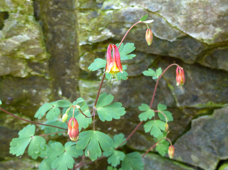 Red Columbine