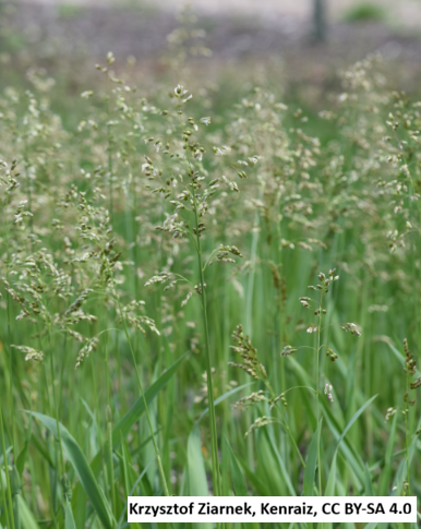 Sweetgrass