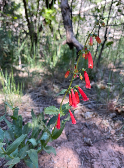 Firecracker Penstemon