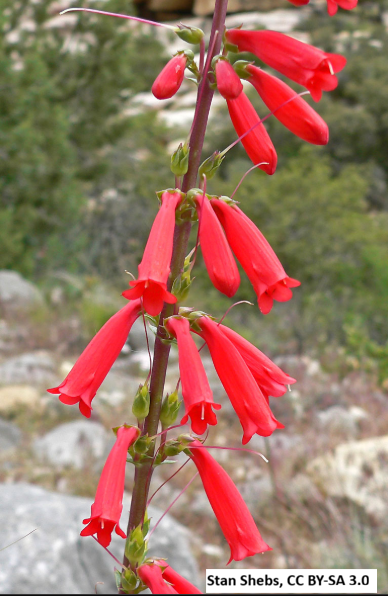 Firecracker Penstemon