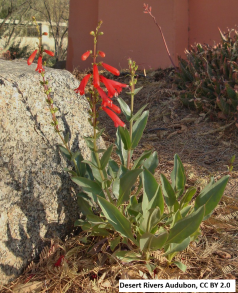 Firecracker Penstemon