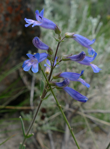 Blue Penstemon