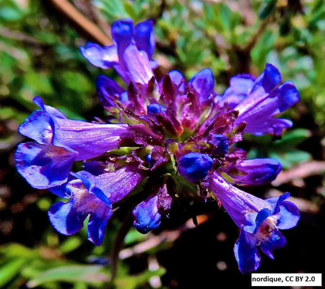 Blue Penstemon