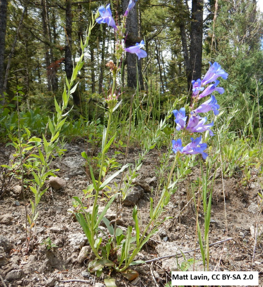 Blue Penstemon