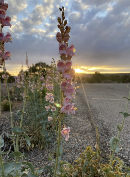 Palmer's Penstemon