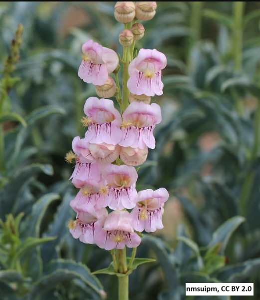 Palmer's Penstemon