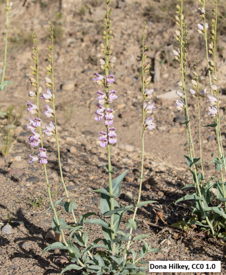 Palmer's Penstemon