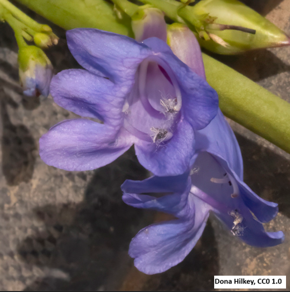 Rocky Mountain Penstemon
