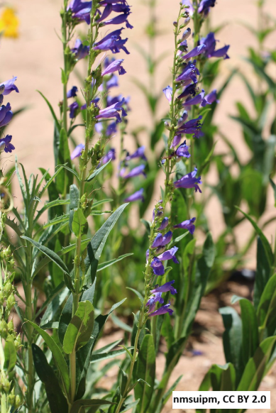 Rocky Mountain Penstemon