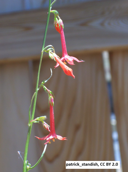 Pineleaf Penstemon