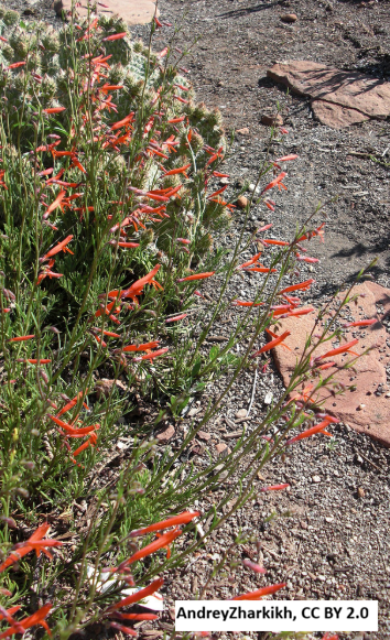 Pineleaf Penstemon